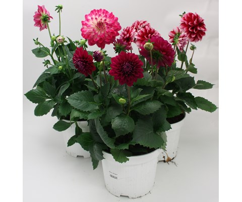 Georgine 'Dahlia'