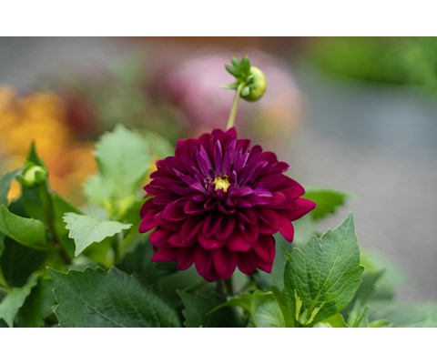Georgine 'Dahlia'