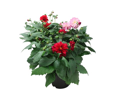 Georgine 'Dahlia'