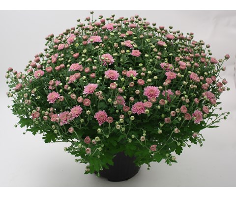 Frilandschrysanthemum