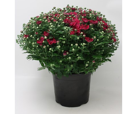 Frilandschrysanthemum