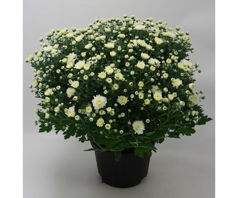 Frilandschrysanthemum