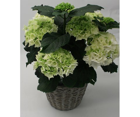 Hortensia