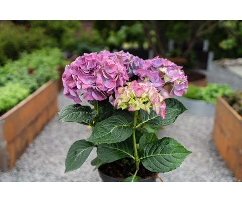 Hortensia