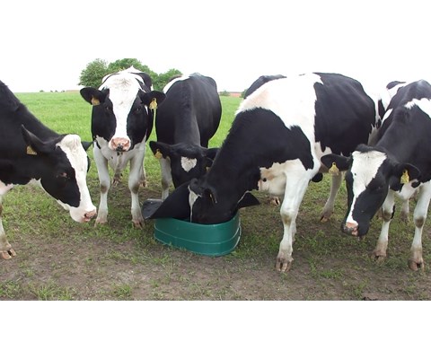 BasisFeeder Mineralfôr automat