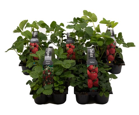 Jordbær 6 pk 'Fragaria'