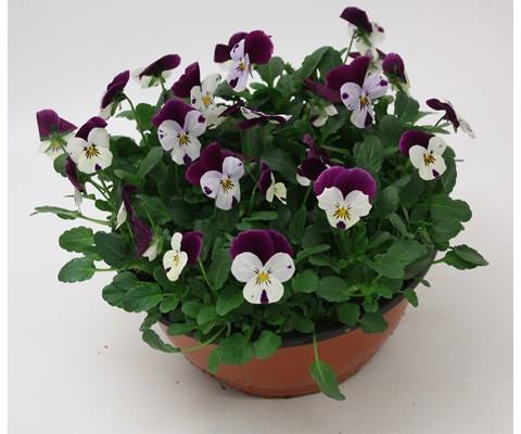 Stemor 'Viola Hybrid' skål