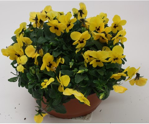 Stemor 'Viola Hybrid' skål