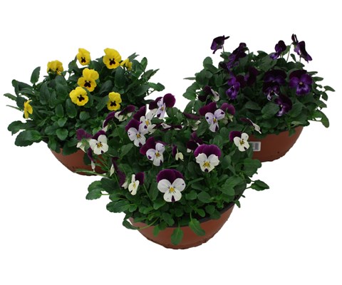 Stemor 'Viola Hybrid' skål