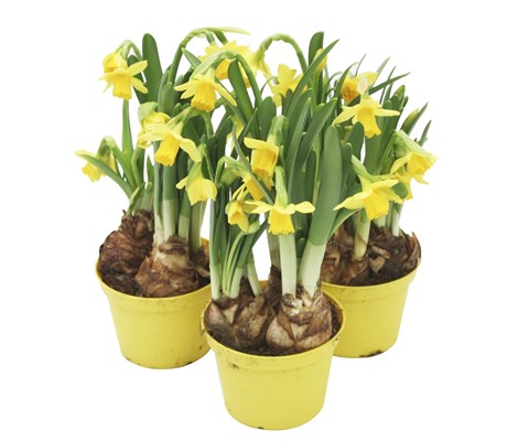 Høstløk Påskelilje 'Narcissus Cyclamineus'