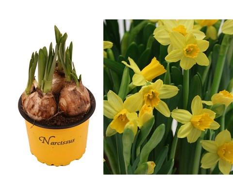 Høstløk Påskelilje 'Narcissus Cyclamineus'