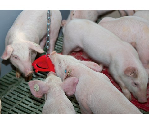 Leketøy til smågris