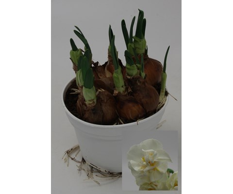 Påskelilje 'Bridal Crown'