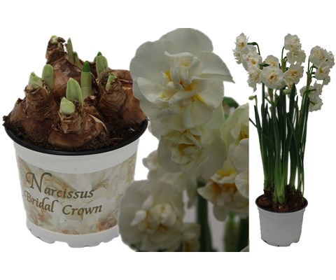 Påskelilje 'Bridal Crown'