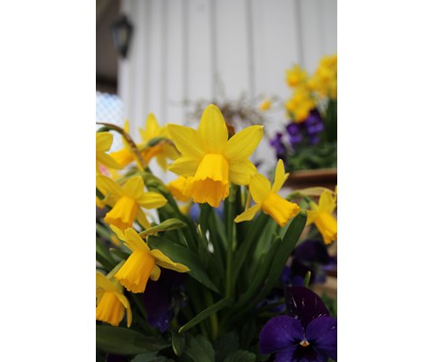 Påskelilje 'Tete-A-Tete'