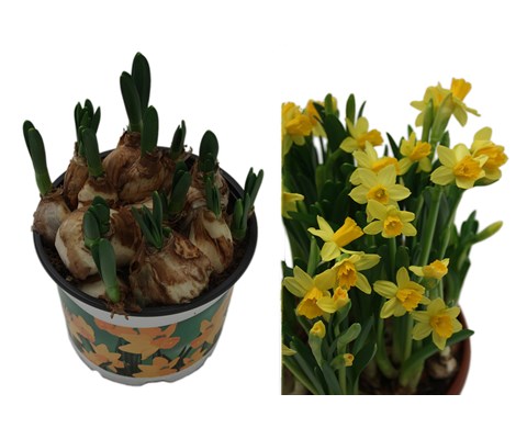 Påskelilje 'Tete-A-Tete'