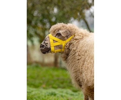 Grime for sau/geit gul