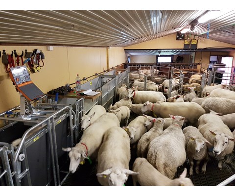 Enveisport for drivrenne