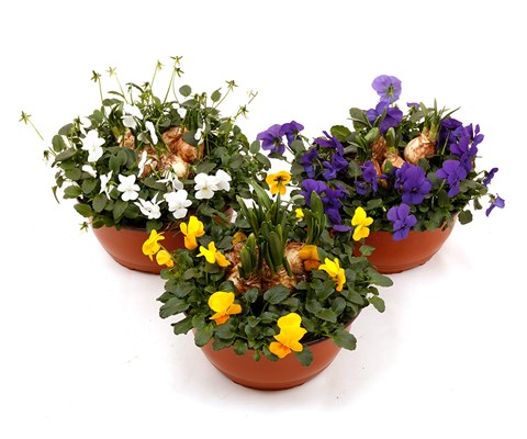 Stemor med påskelilje