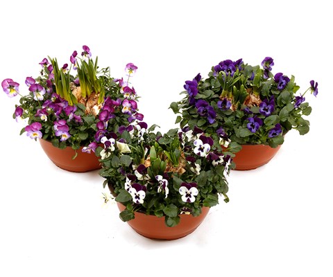 Stemor med påskelilje