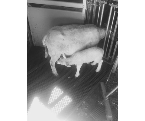 Selvfangerport for drivrenne