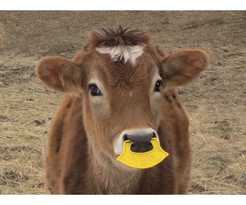 Pattebøyle QuietWean