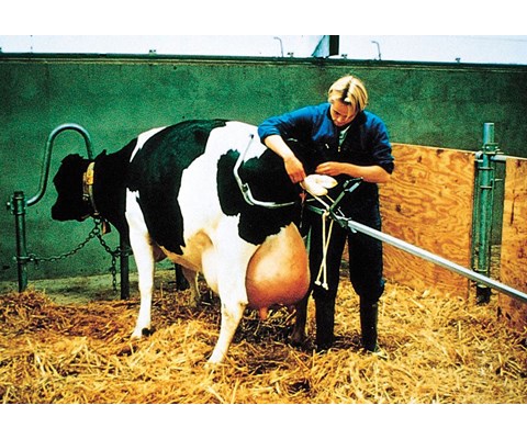 Kalveuttrekker 160 cm Vink rustfri