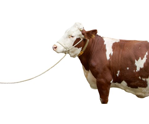 Tau til storfe 5 m