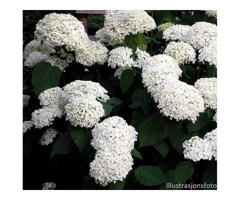 Vierhortensia 'Annabelle'
