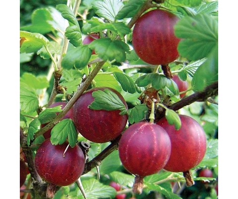 Stikkelsbær ‘Hinnonmäki Rød’