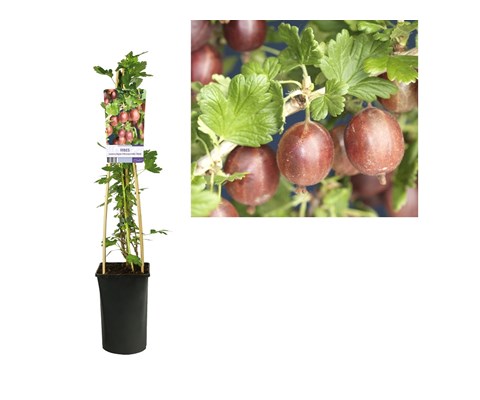 Stikkelsbær ‘Hinnonmäki Rød’