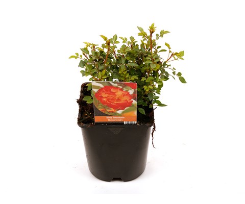 Klaserose 'Mandarin'