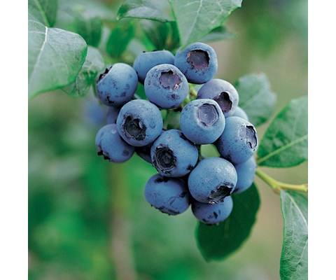Blåbær 'Goldtraube'