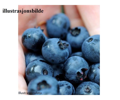 Blåbær 'Goldtraube'