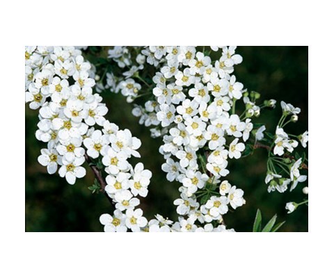 Brudespirea ‘Grefsheim’