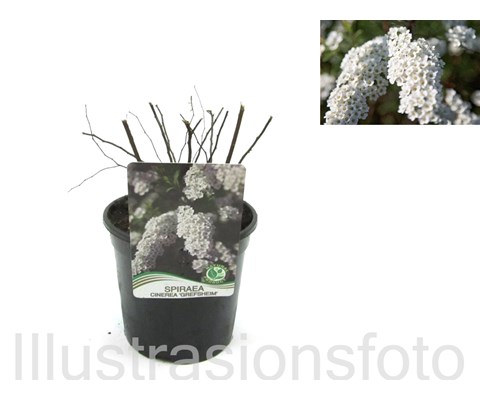 Brudespirea ‘Grefsheim’