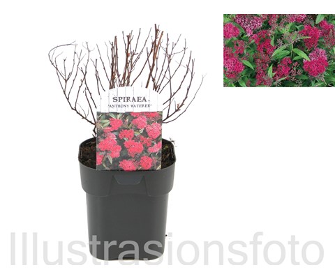 Japanspirea ‘Anthony Waterer’