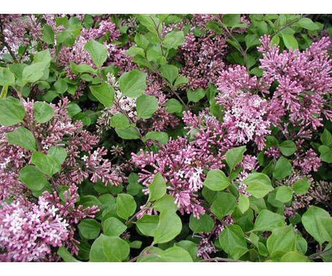 Dvergsyrin ‘Palibin’