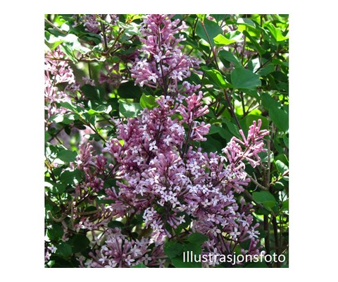 Dvergsyrin ‘Palibin’