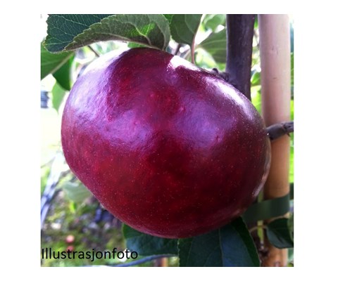 Hageeple 'Kronprins'