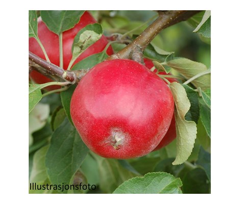 Hageeple 'Rød Sæfstaholm'