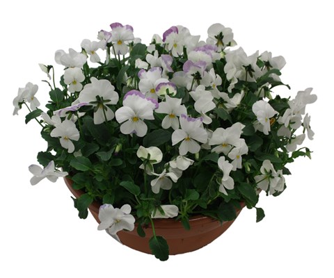 Stemor 'Viola Hybrid' skål