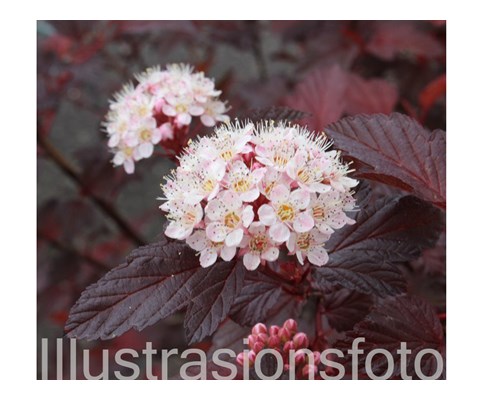 Blærespirea ‘Diable D'Or’