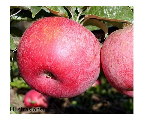 Hageeple 'Aroma Fagravoll'