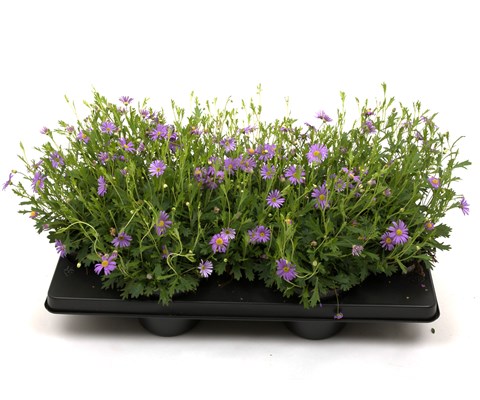 Brachyscome multifida