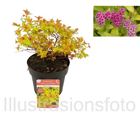 Praktspirea 'Magic Carpet'