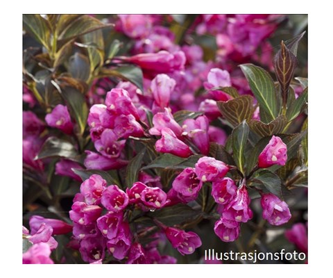 Weigela florida 'Alexandra'