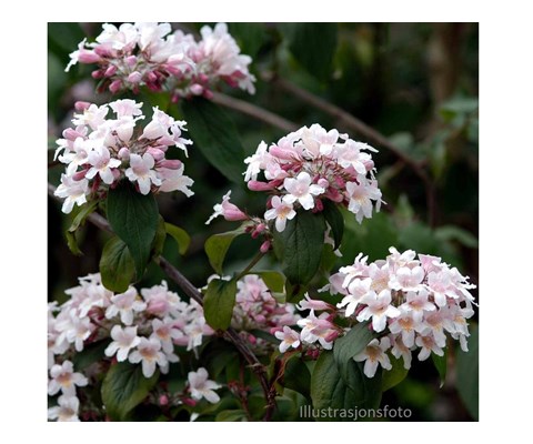 Paradisbuske 'Pink Cloud'