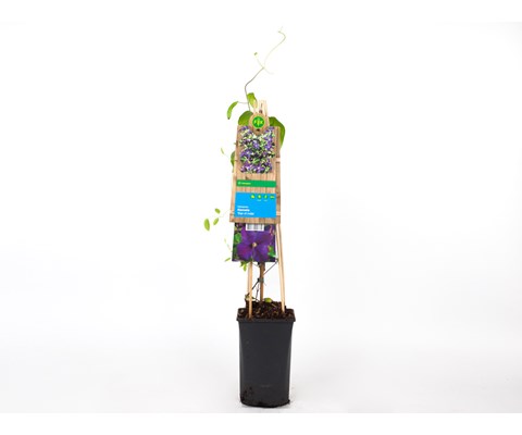 Klematis 'Star of India'