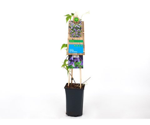 Klematis 'Helsingborg'